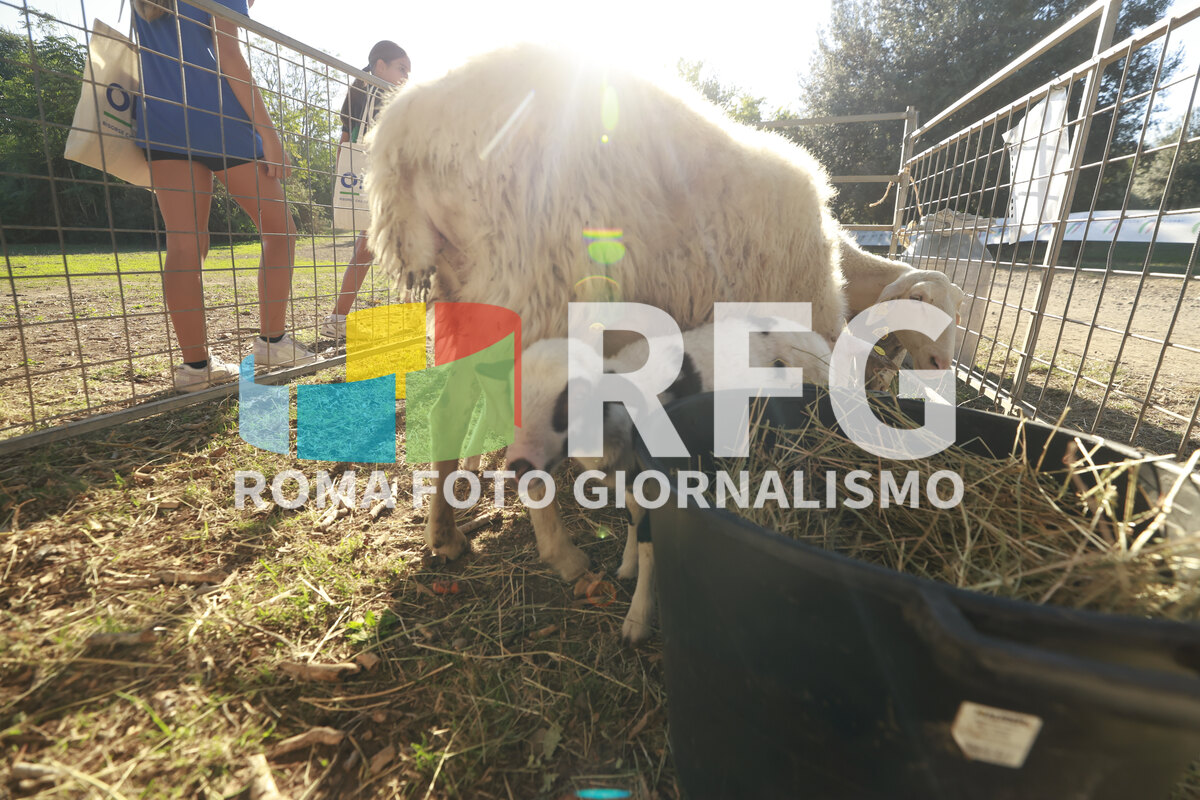 Foto 175 di CONI Lazio - Parco Caffarella